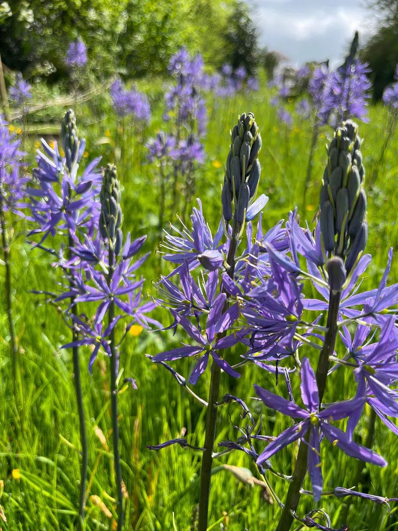 A perennial border of purple alliums and salvias