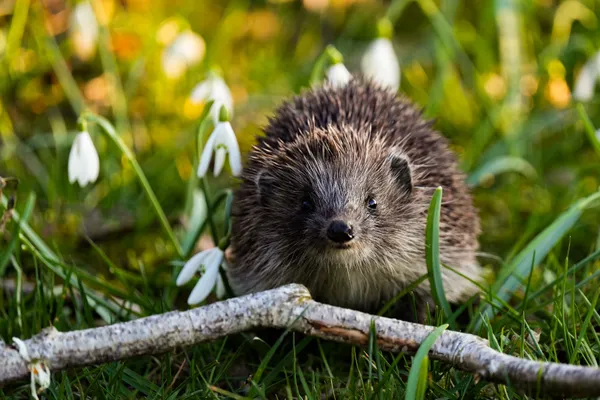 A hedgehog in a Yorkshire garden