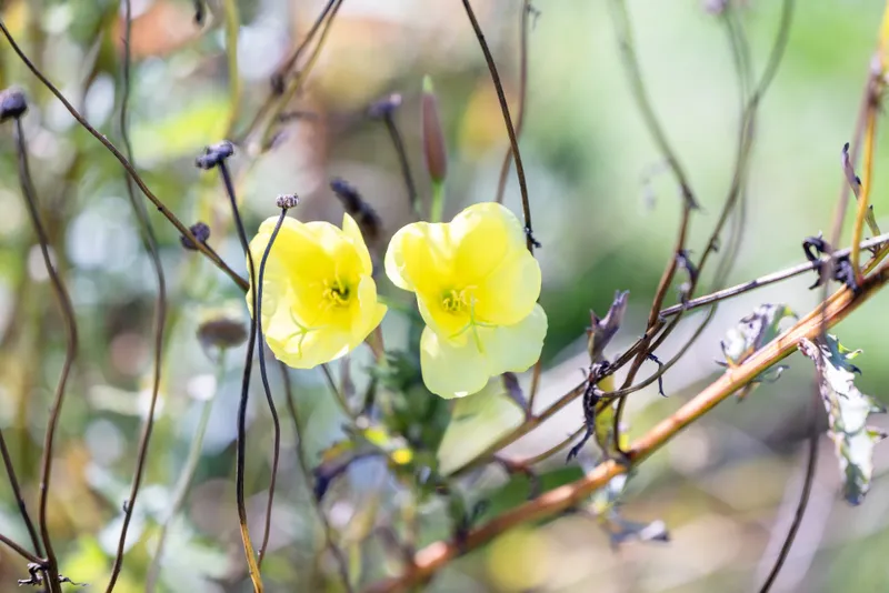 Two pale yellow evening primrose flowers among dark seedheads and bare stems
