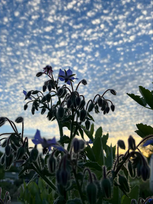 Garden trees silhouetted against an open evening sky