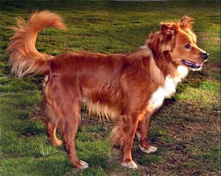 Dog Rescue Grant: Forte Animal Rescue CA