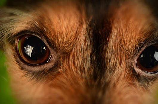 How Aging Affects Your Dog