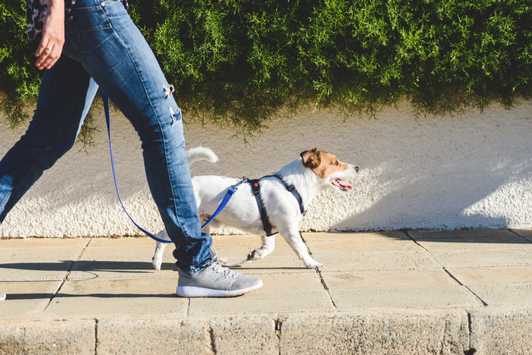 How to Help Your Dog Lose Weight: 4 Simple Steps