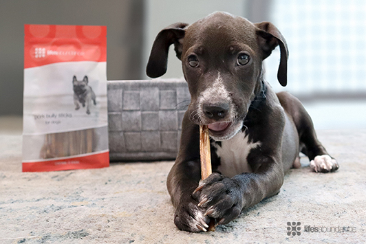 The Pet Parent's Guide to Safe Chewing