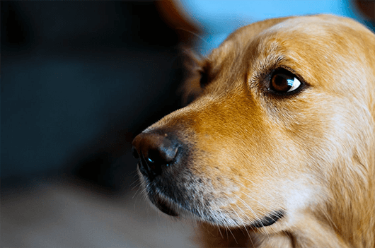 Holiday Health Scares: Keeping Your Dog Healthy