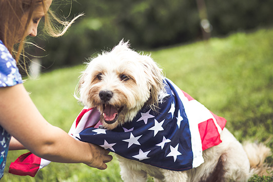 5 Dog and Cat Safety Tips for July 4th