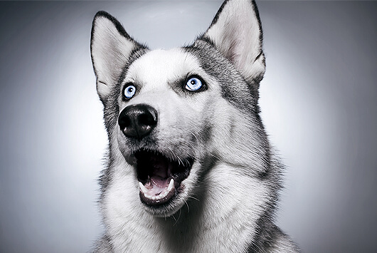 How Dogs and Humans Evolved Together Over Centuries