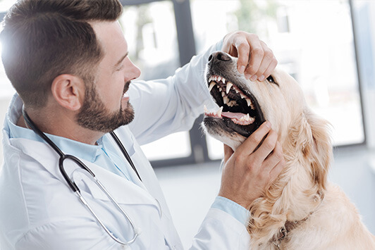 Dog Dental Disease: It's Not Just for Old Dogs