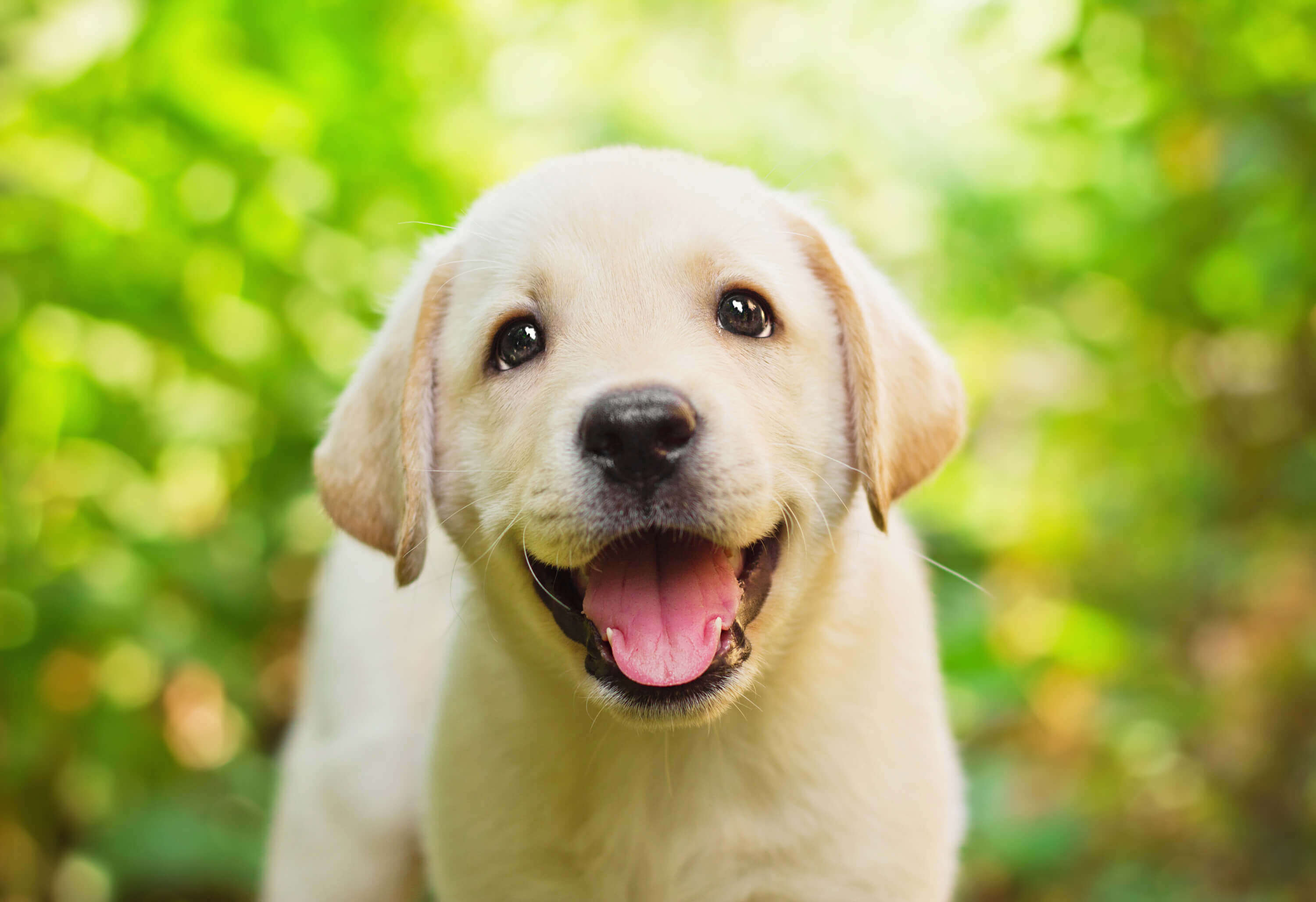 Happy National Puppy Day!