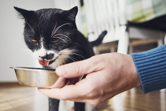 Alternatives to Canned Food