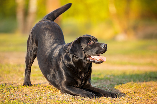 Why Do Dogs Bow? The Complete Dog Body Language Guide