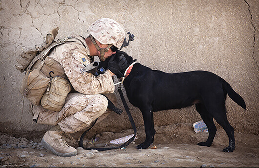Supporting Military Service Dogs