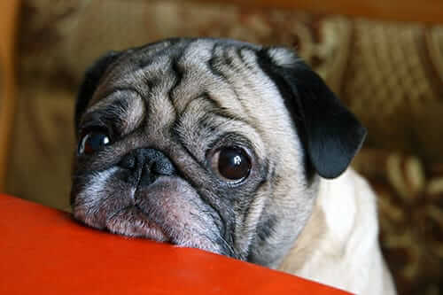 Dog Flu: Symptoms, Treatment, and Vaccination Guide