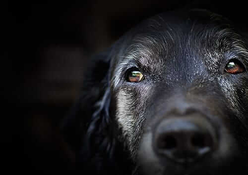 What Should I Feed My Senior Dog? A Nutrition Guide