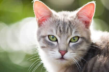 Cat Coat Color and Behavior: Is There a Connection?