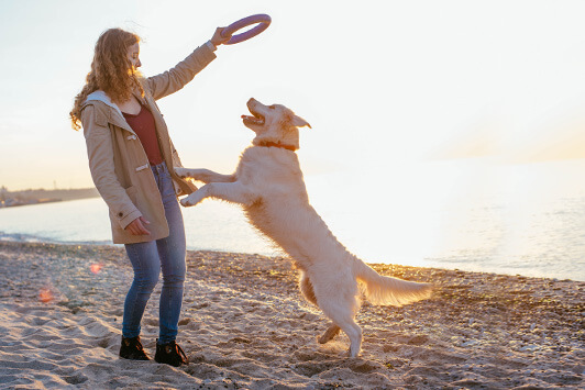 Arthritis in Dogs and Cats: 7 Warning Signs to Watch