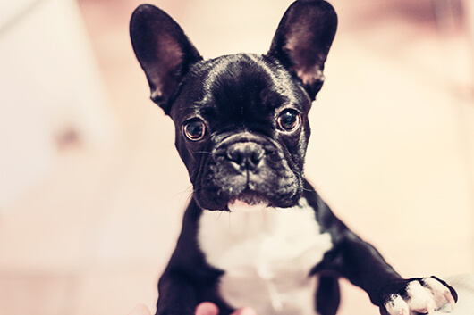 New Year's Health Goals for Your Dog