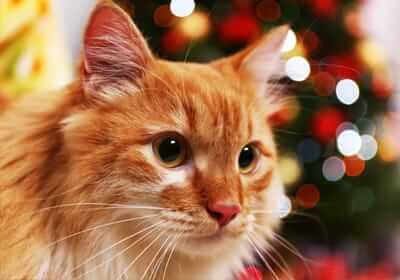 Happy Holidays from Dr. Jane