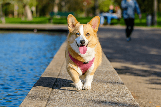 5 Reasons Dogs Are the Absolute Best