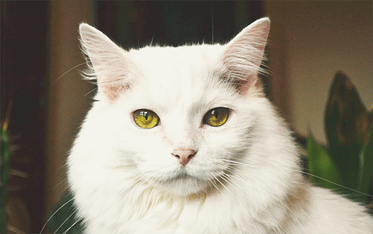 Why People Prefer Cats Over Dogs: The Real Reasons