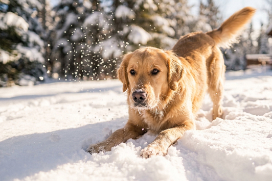 Winter Dangers for Dogs: 6 Safety Hazards
