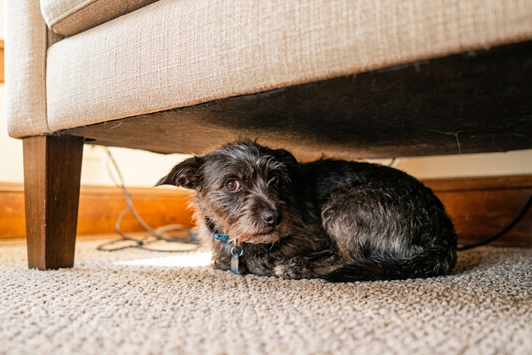 Does Your Dog Have Anxiety?