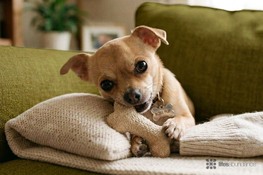 Small But Mighty Chihuahuas