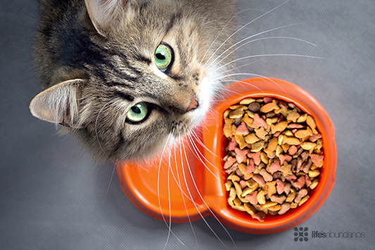 Long-haired tabby cat looking up beside an orange bowl of cat food