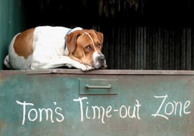 Do Dogs Experience Guilt? The Science Behind It
