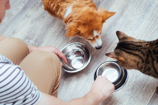Key Pet Food Ingredients Most Overlooked