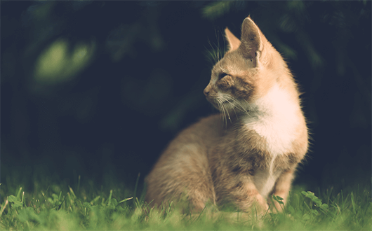 The Future of Veterinary Medicine