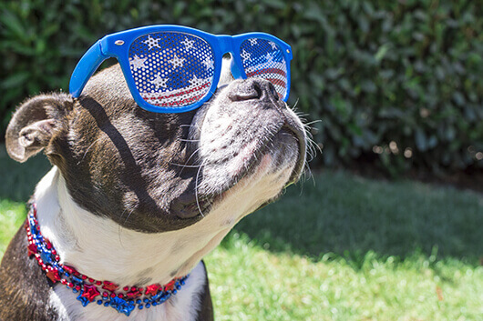 5 Ways to Make the Fourth of July Less Scary for Your Dog