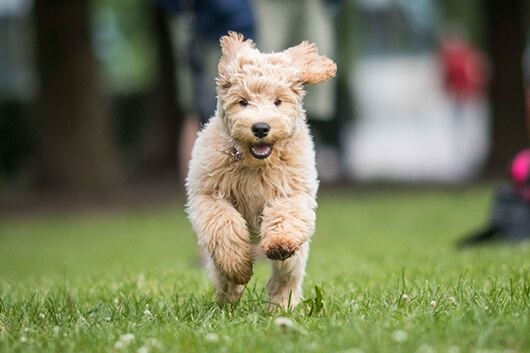 Five Ways a Puppy Changes Your Life