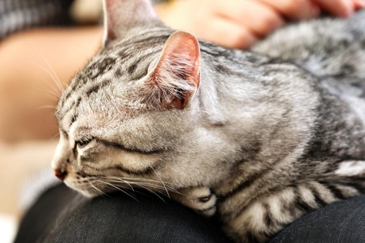 How to Cope with Pet Loss