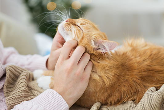 How To Massage Your Cat