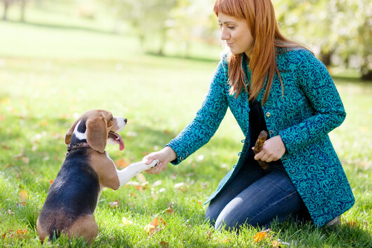 Dog Training Basics: The Secret to a Well-Behaved Dog