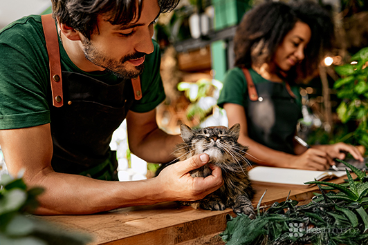 Bodega Cats of NYC: The Unofficial Employees