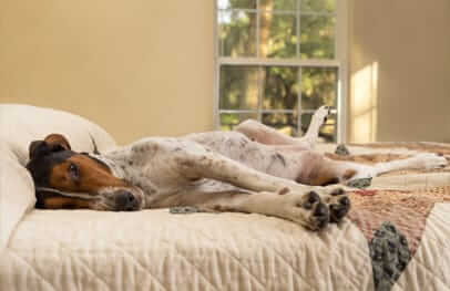 How Household Stress Affects Your Dogs and Cats
