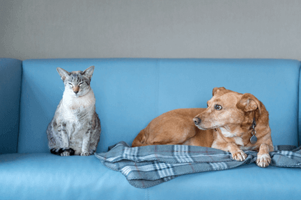 Signs Your Pet Has a Hormonal Problem