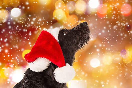 Holiday Gift Ideas for Dog Owners