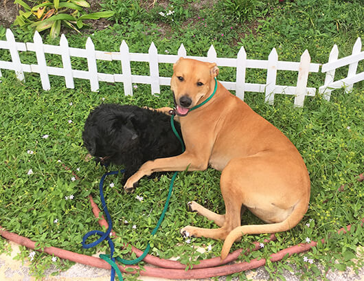 The Secret to Finding a Lost Dog