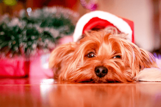 Which Holiday Character Is Your Dog? A Fun Quiz