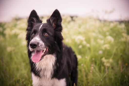 Lyme Disease in Dogs: Symptoms, Prevention and Treatment