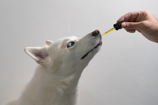 CBD for Dogs and Cats