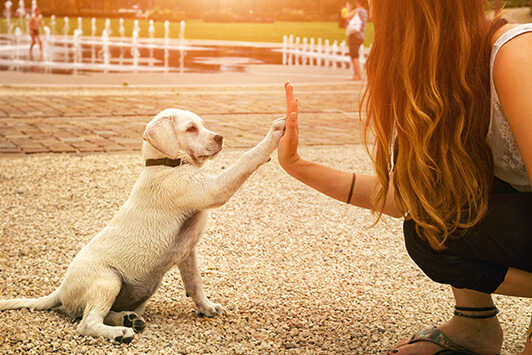 Find Your Dog's True Age