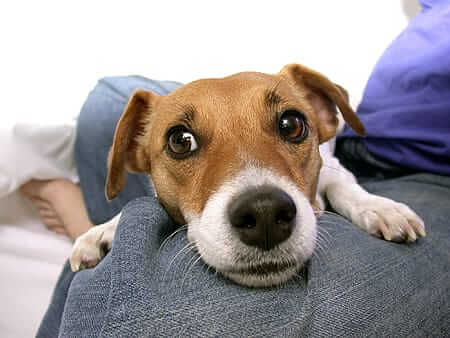Dog Anxiety: Causes, Symptoms, and How to Help