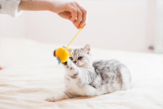 Green Lipped Mussel for Pets: Joint Health Benefits