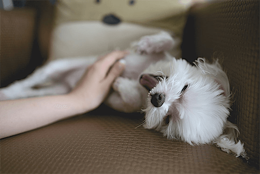 4 Common Dog Skin Problems and How to Treat Them
