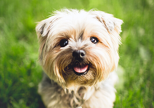 Paleo Diet for Dogs: Is It Right for Your Dog?