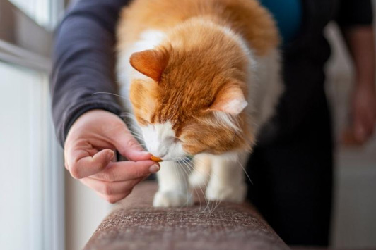 How to Safely Transition Your Pet's Food